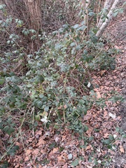 Rubus bifrons