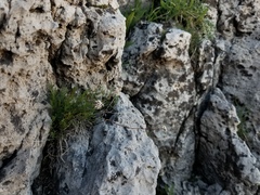 Musineon naomiensis