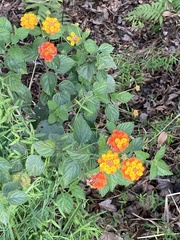 Lantana camara