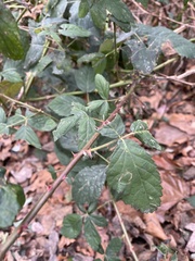 Rubus bifrons