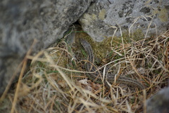 Lacerta agilis exigua