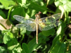 Sympetrum flaveolum