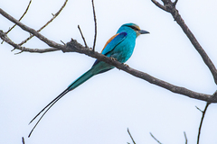 Coracias abyssinicus