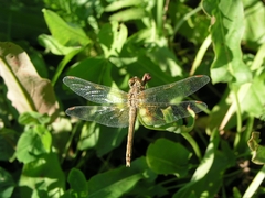 Sympetrum flaveolum