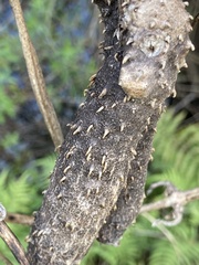 Dioscorea alata