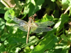 Sympetrum flaveolum