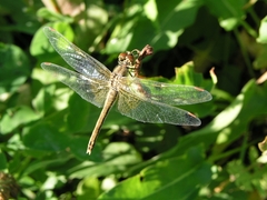 Sympetrum flaveolum