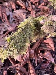 Pseudisothecium stoloniferum