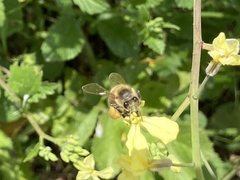 Raphanus raphanistrum