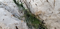 Musineon naomiensis