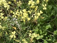 Raphanus raphanistrum