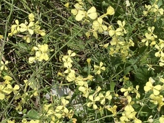 Raphanus raphanistrum