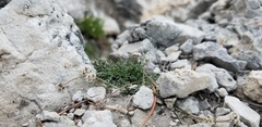 Musineon naomiensis