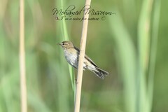 Phylloscopus ibericus