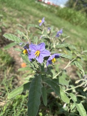 Solanum elaeagnifolium