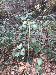 Rubus bifrons