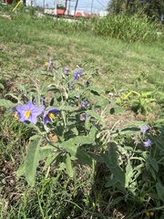 Solanum elaeagnifolium