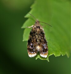 Olethreutes astrologana