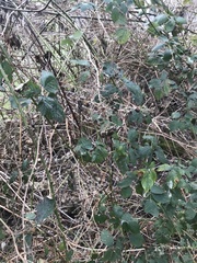Rubus bifrons