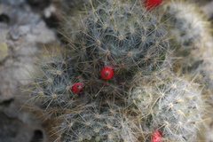 Mammillaria prolifera