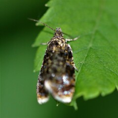 Olethreutes astrologana