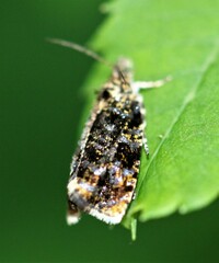 Olethreutes astrologana