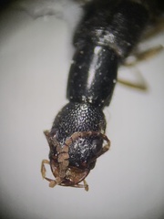 Homaeotarsus