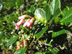 Escallonia rubra