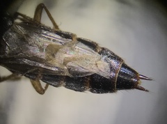 Homaeotarsus