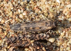Gelechiidae