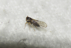 Delphacidae