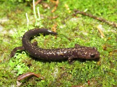 Plethodon welleri