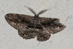 Scioglyptis canescaria