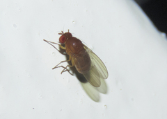 Steganinae