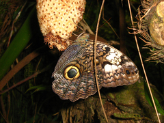 Caligo martia