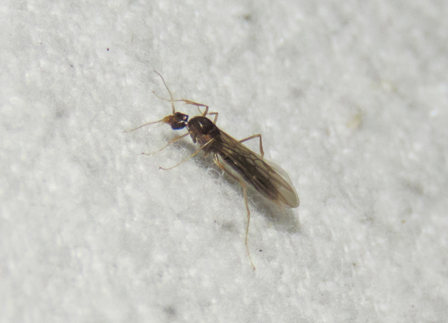 Linepithema fuscum