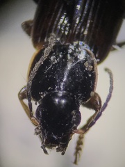 Stenolophus