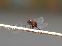 Erythemis
