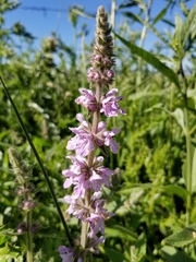 Stachys pilosa