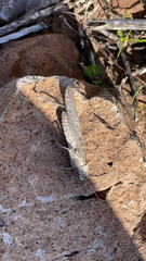Cyrtacanthacridini