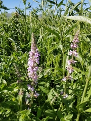 Stachys pilosa