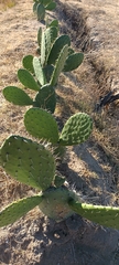 Opuntia lasiacantha