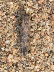 Gelechiidae