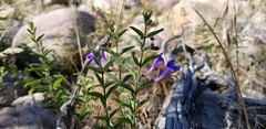 Scutellaria angustifolia