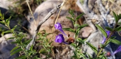 Scutellaria angustifolia