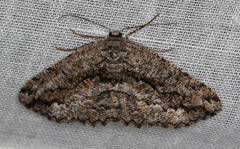 Scioglyptis canescaria