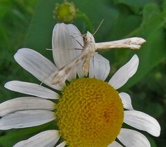 Gillmeria pallidactyla