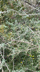 Coprosma propinqua