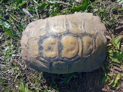 Testudo graeca