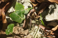 Anolis marmoratus